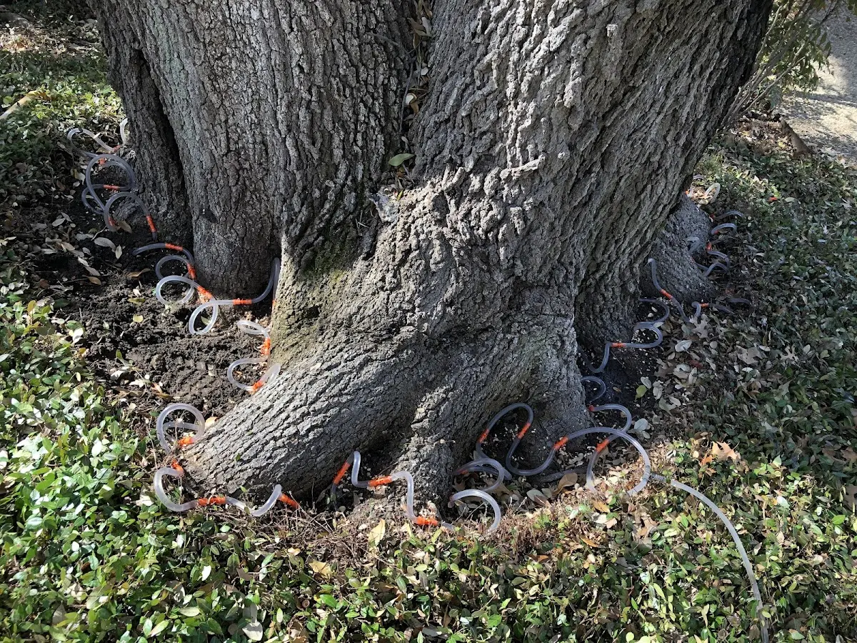 Detailed Tree Cabling and Bracing job site in Lake Crystal